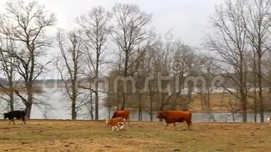小可爱的棕色母牛，小牛在牧场上和池塘一起奔跑。 捷克景观